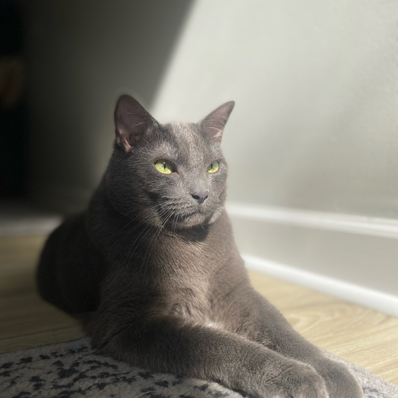 Meet your Posher, ZoZe - Picture 5 of 6